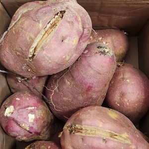 파머스넷 해남 꿀고구마