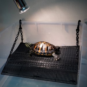 꼬북랜드 거북이육지 (뉴B타입) 26X33cm