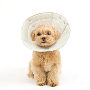 개놀자 오가닉 펜타곤 넥카라, 도트, 1개