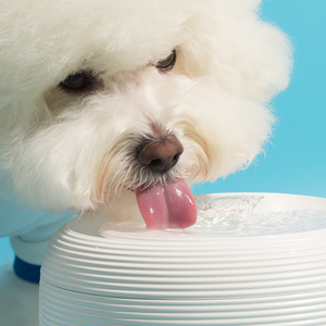 페키움 고양이 강아지 자동 정수기 음수대 급수기(F016W), 1세트, 화이트, 페키움 정수기 (F016WS)