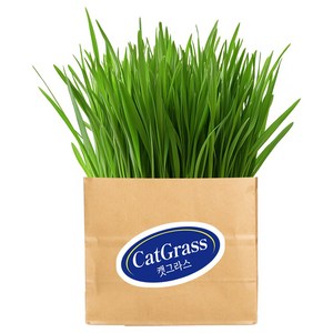 빠다코코냥 캣그라스 키우기