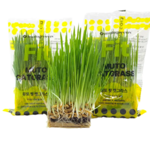 뮤토 핏 캣그라스 5P