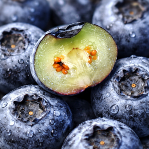 생 블루베리 고당도 항공직송, 12박스, 125g (왕특 18mm)