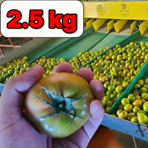 [초특가] 부산 대저토마토 짭짤이 못난이