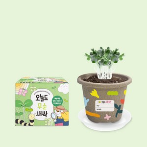 오늘도새싹 식물키우기 무순 미니화분, 48개