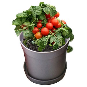 컬러키친가든 텃밭세트 그레이