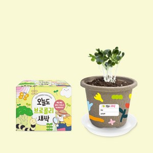 오늘도새싹 식물키우기 브로콜리 미니화분, 48개