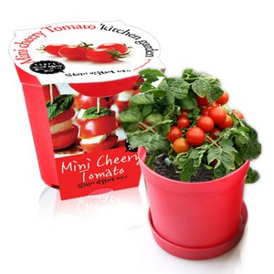 컬러키친가든 화분 텃밭가꾸기세트 레드
