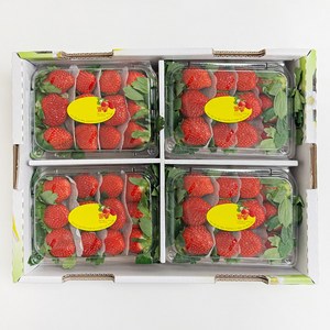 설향 홍희 고당도 제철 딸기, 1개, 2kg (특)