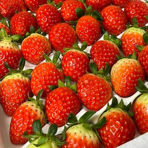 [새벽수확 아침발송] 딸기 논산 설향 생딸기 산지직송 고당도 800g내외, 1세트, [특품]설향딸기 30구 750g내외