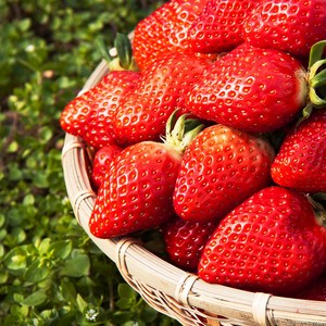 [산지직송] 고당도 하우스 설향 딸기 brix 12-15, 1개, 딸기 1kg(2팩)