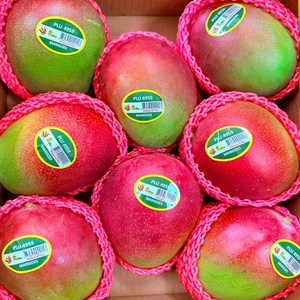 [특가할인]프리미엄 애플망고 선물세트, 1개, 애플망고 4kg 8-10과 외피포장