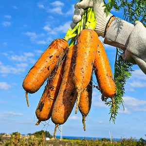 제주 당근 구좌 흙당근 달큰한 햇당근 [우월한농수산], 1박스, 대 10kg