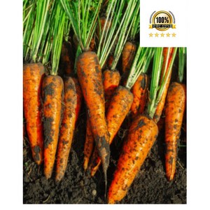 국내산 제주 강원도 유기농 실속형 못난이 흙당근