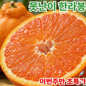 [초특가] 가성비1등 단7일진행 제주 못난이 한라봉