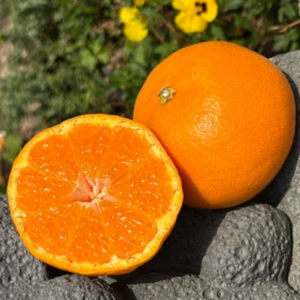 [최대16Brix] 마지막초특가 제주직송 초고당도 천혜향