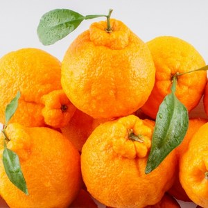 [제주의 맛과 향] 한아름 마켓 제주 산지직송 고당도 명품 한라봉 3kg 5kg 10kg 가정용 선물용, 10kg, 1개