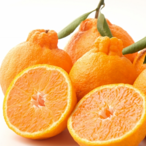 [입점특가] 제주 농가직송 고당도특품 한라봉