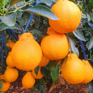 제주 고당도 한라봉 서귀포 농장 직송, 1박스, 선물용 중대과 5kg