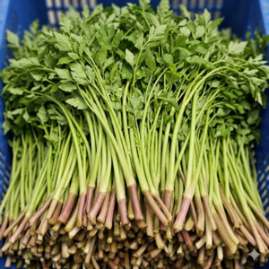 산지직송 무농약 청도 한재 미나리, 1박스, 500g