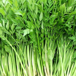 농장직송 삼겹살용 아삭향긋 청정지역 청도미나리