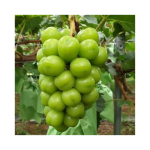 ( 경북 김천시 ) 프리미엄 고당도 샤인머스켓, 1개, 4kg ( 4 - 5수 )