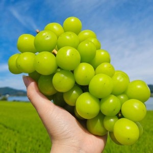 (봄이네 농원) 프리미엄 고당도 영천 샤인머스켓, 1개, 4kg (4~5수)