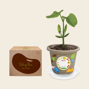 오늘도새싹 크라프트 식물키우기 4종, 48개