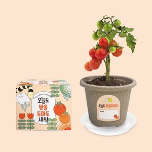 오늘도새싹 식물키우기 방울토마토 미니화분, 48개