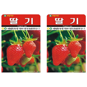 딸기 씨앗 (합 200립) 텃밭 가정재배 교육용 딸기씨