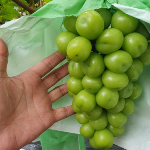 [타임특가] 프리미엄 고당도 샤인머스캣 포도, 1박스, 2kg 고당도