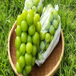 [당도보장] 샤인머스캣 2kg/4kg 영천 산지직송 햇살과 정성가득 당도높은 껍질째먹는 포도 망고포도 청포도, 1박스, 2kg(3-4수)