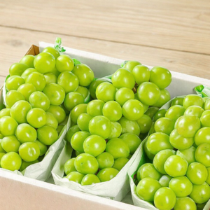 꿀범벅 당도선별 초고당도 샤인머스켓 망고포도