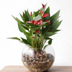 [사계절 꽃피는] 키우기 쉬운 안스리움 수경재배식물 DIY세트 한정수량판매