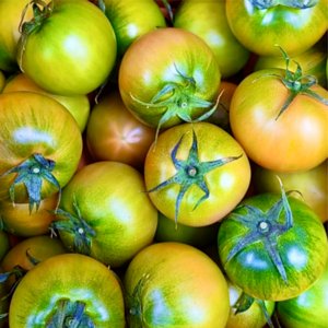 [반짝특가] 부산대저 노마진특가 감칠맛 대장 대저토마토