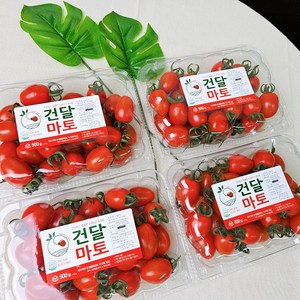 [설탕 무첨가] 스테비아 건달마토 천연 단맛 고당도 다이어트 간식 500g, 1박스, 500g