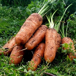 제주 구좌 국내산 햇 흙당근, 10kg(왕), 1개