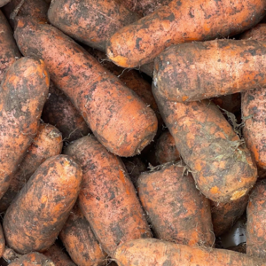 [산지초특가] 아삭하고 달콤한 국내산 구좌당근 당일발송