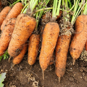 [제주구좌직송] 제주 구좌당근, 흙당근 명품 구좌 햇당근